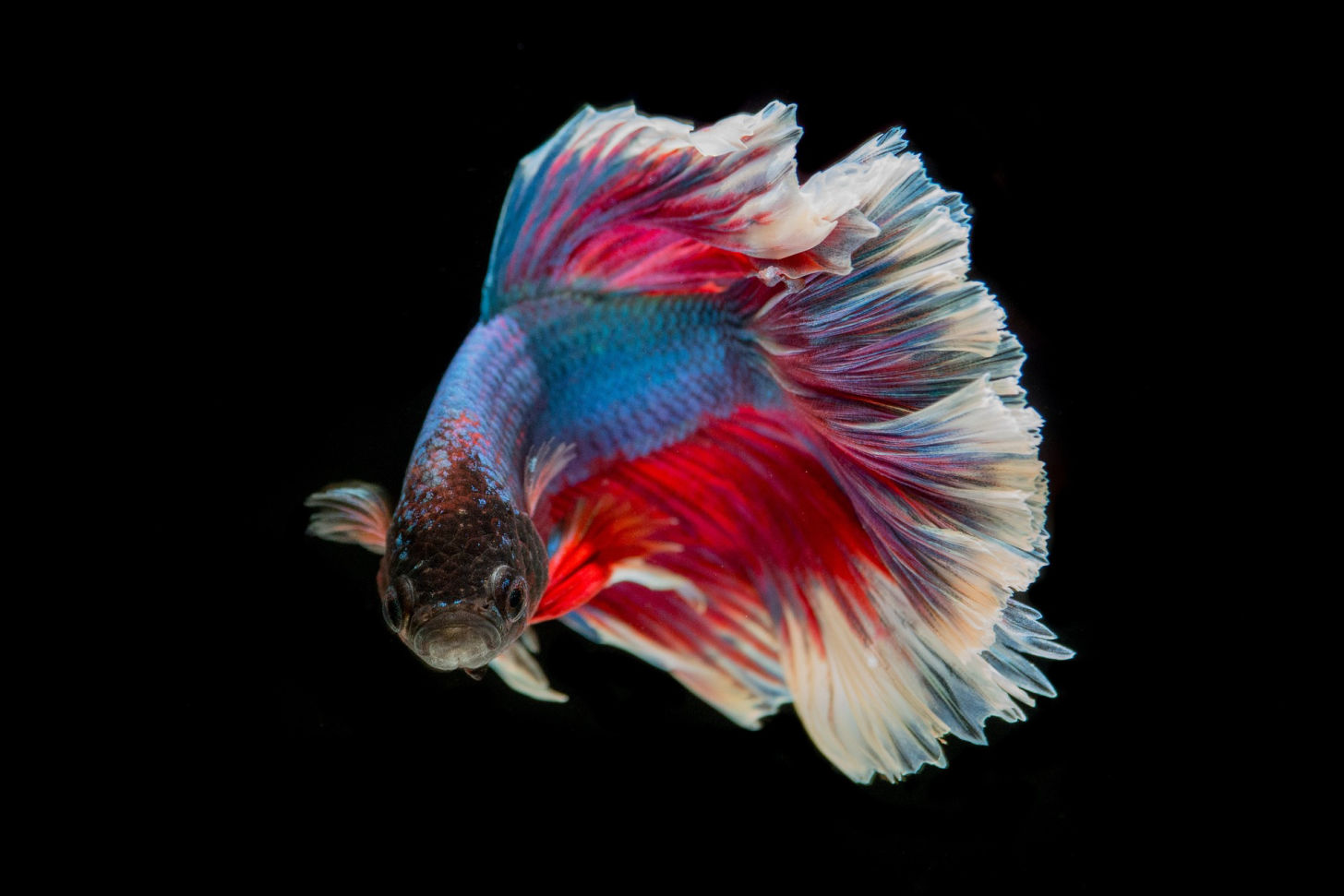 Betafish fish